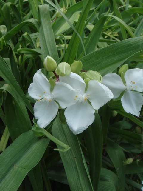 Tradescantia x andersoniana 'Innocence'